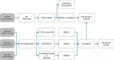 Bulk and single-cell transcriptome analyses of islet tissue unravel gene signatures associated with pyroptosis and immune infiltration in type 2 diabetes